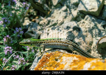 Lucertola di Crimea (Podarcis tauricus tauricus, maschio). Feodosiya bassa montagna Frigana arbusti-steppa. Montagne di Crimea Foto Stock