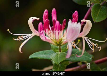 Fiore di caprifoglio in un giardino con uno sfondo morbido e focalizzato Foto Stock