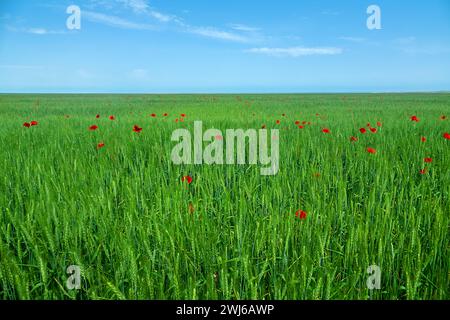 Steppa piatta sulla riva del lago Sivash sulla penisola di Kerch. Un campo di grano con macchie viola di papaveri rossi. Papavero di mais (Papaver rhoeas) come noi Foto Stock