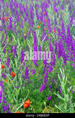 Campo selvatico blu. Steppa secondaria sulla penisola di Kerch, Crimea ricoperta di forca larkspur (Delphinium consolida) Foto Stock