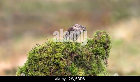 Sparrowwk, maschio, arroccato su un albero coperto di muschio in una foresta nel regno unito in primavera Foto Stock
