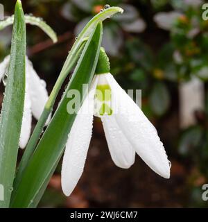 Lunghi segmenti esterni della lampadina a goccia di neve in fiore invernale, Galanthus 'Aunt Nellie's Danglers' Foto Stock