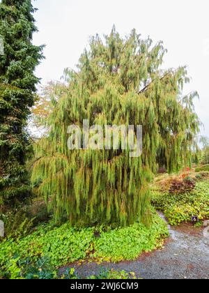 Gocciolamento, rami rivestiti di aghi del ginepro dell'Himalaya, Juniperus recurva var. Coxii "Castlewellen" Foto Stock