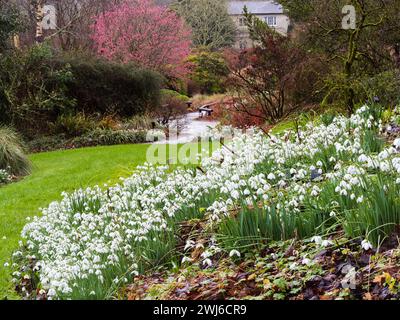 Vista invernale delle gallerie di snowdrop, delle varietà Galanthus elwesii, The Garden House, Devon, Regno Unito Foto Stock