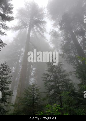 La nebbia avvolge alberi lussureggianti. Lady Bird Grove nel Redwood National Park, California Foto Stock