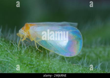 Aleurodicus whitefly, è un piccolo insetto bianco che succhia linfa, un vero insetto nell'ordine Hemiptera. Adulti. Foto Stock