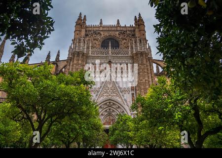 Architettura gotica della cattedrale di Siviglia dal giardino con cortile di aranci, a Siviglia, Andalusia, Spagna. Foto Stock