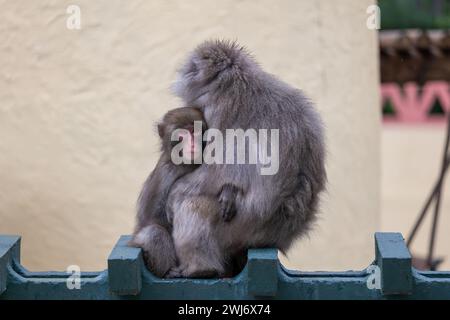 Il macaco giapponese (Macaca fuscata, scimmia delle nevi) con il bambino al giardino zoologico di Lisbona, in Portogallo. Scimmia del vecchio mondo nella famiglia Cercopitheci Foto Stock