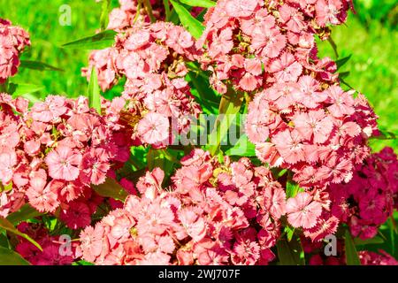 Fiori di garofano turco di colore rosso chiaro - Newport Salmon Pink, focalizzazione selettiva Foto Stock