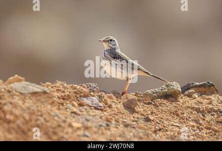 Canarian Berthelot’s Pipit, Anthus berthelotii, in piedi su terreni sassosi, endemico delle isole Canarie e madeira, Fuerteventura, Isole Canarie, Spagna Foto Stock