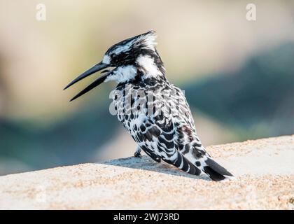 Parco nazionale Pied Kingfisher Kruger Foto Stock