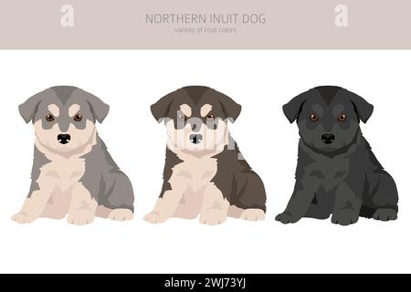 Cucciolo di cane Inuit del nord. Set di colori per tutti i cappotti; infografica sulle caratteristiche di tutte le razze di cani. Illustrazione vettoriale Illustrazione Vettoriale