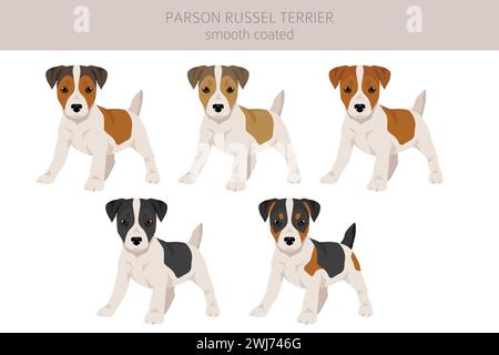 Parson Russel terrier cucciolo con rivestimento liscio. Pose diverse, set di colori per cappotti. Illustrazione vettoriale Illustrazione Vettoriale