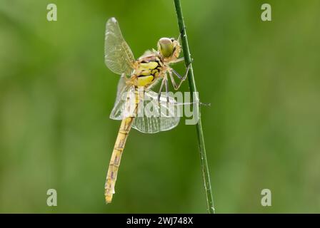 Una libellula darter comune, Sympetrum striolatum femmina. Seduti con le ali spalmate su un gambo d'erba. Isolato su sfondo verde. Dubnica, Slovacchia Foto Stock