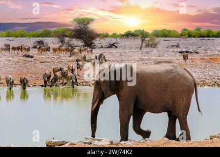 Elefante africano che cammina accanto a un pozzo d'acqua, mentre una grande mandria di zebre delle Pianure beve dal lato opposto, con un bel cielo al tramonto Foto Stock