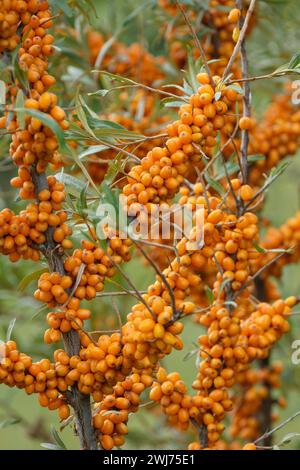 Hippophae rhamnoides Friesdorfer Orange, Sea Buckthorn Friesdorfer Orange, salice, foglie argentee, frutti di bosco su piante femminili Foto Stock