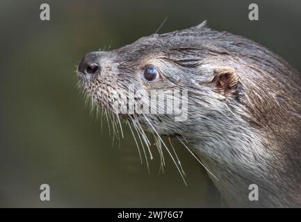 Verticale Otter di profilo e primo piano con sfondo sfocato e dettagli di pelliccia fine Foto Stock