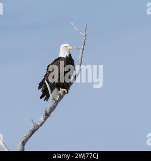 Aquila calva ( Haliaeetus leucocephalus ), arroccata in un albero di cottonwood, colpo dettagliato, Yellowstone Valley, Montana, USA. Foto Stock
