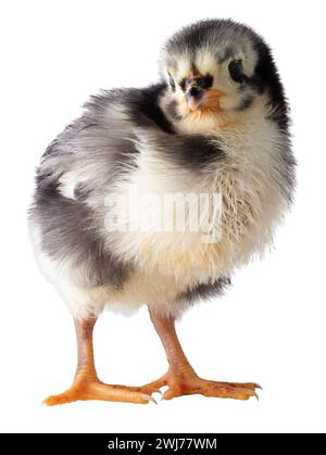 Pulcino di pollo Austerlorp con piume bianche e nere che guarda la fotocamera. Foto Stock