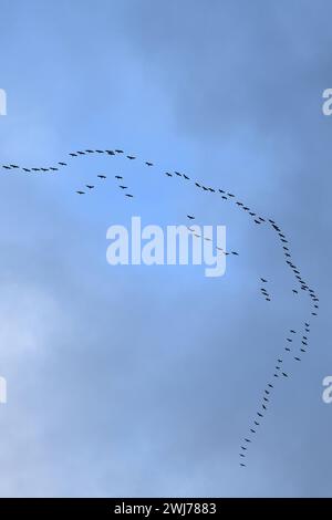 Kraniche / Graukraniche Grus grus , Kranichzug, Rückkehr der Kraniche, Frühlingsboten, Großer Trupp im Flug hoch oben am Himmel, Vogelzug, heimische Tierwelt, fauna selvatica, Europa. *** Gru comuni Grus grus , enorme gregge in volo in alto nel cielo, migrazione di uccelli, fauna selvatica, Europa. Nordrhein-Westfalen Deutschland, Westeuropa Foto Stock