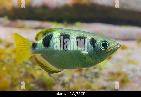 Vista ravvicinata laterale di un pesce argilla legato (Toxotes jaculatrix) Foto Stock