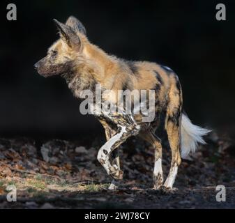 Vista ravvicinata di un cane selvatico africano (Lycaon pictus) Foto Stock