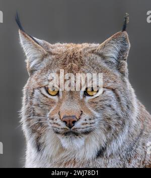 Vista frontale ravvicinata di una lince eurasiatica (lince di Lynx) Foto Stock