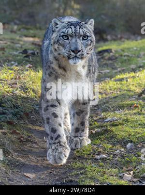 Vista frontale ravvicinata di un leopardo delle nevi che cammina (unica unica unica) Foto Stock