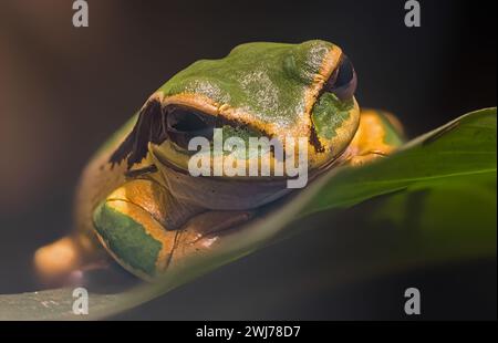 Vista ravvicinata di una rana mascherata (Smilisca phaeota) Foto Stock