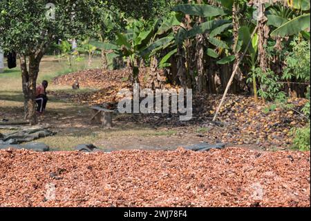 GHANA, regione orientale, Nkawkaw, allevamento di cacao, raccolta e trasformazione, i fagioli di cacao secchi al sole dopo la fermentazione, dietro le piante di banane / GHANA, Kakao Anbau, Ernte und Verarbeitung, Kakaobohnen trocknen nach Fermentierung in der Sonne Foto Stock