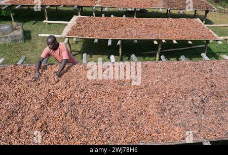 GHANA, regione orientale, Nkawkaw, allevamento di cacao, raccolta e trasformazione, i fagioli di cacao secchi al sole dopo la fermentazione / GHANA, Kakao Anbau, Ernte und Verarbeitung, Kakaobohnen trocknen nach Fermentierung in der Sonne Foto Stock