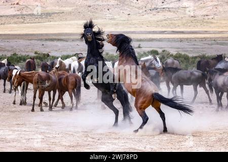 La mandria di cavalli selvaggi del monte Onaqui ha una struttura da lieve a moderata e varia nei colori da sorrel, roan, buckskin, nero, palomino, e grigia. Foto Stock