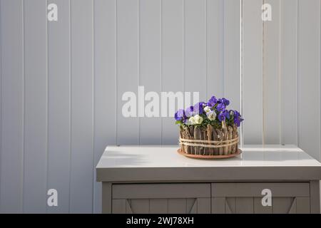 Disposizione delle viola ombelicali (viola comuta) in un elegante vaso di fiori su un piccolo armadietto di fronte a un divisore grigio Foto Stock