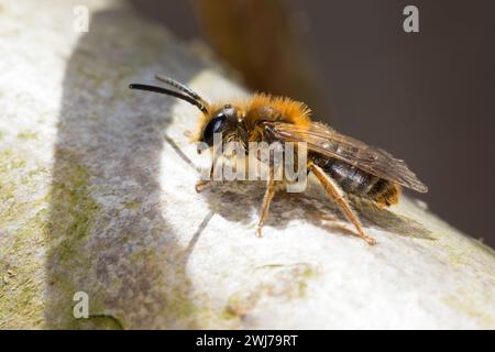 Rotschopfige Sandbiene, Rotfransige Sandbiene, Rotschwanz-Sandbiene, Sand-Biene, Sandbiene, Wildbiene, Männchen, Andrena haemorrhoa, SYN. Andrena albi Foto Stock