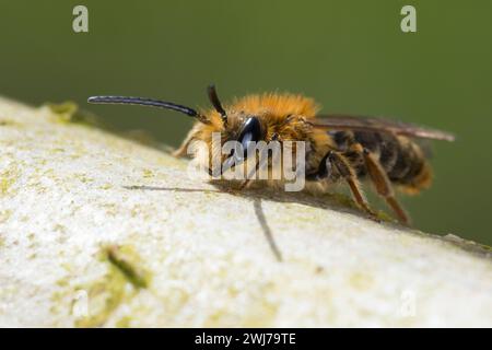 Rotschopfige Sandbiene, Rotfransige Sandbiene, Rotschwanz-Sandbiene, Sand-Biene, Sandbiene, Wildbiene, Männchen, Andrena haemorrhoa, SYN. Andrena albi Foto Stock