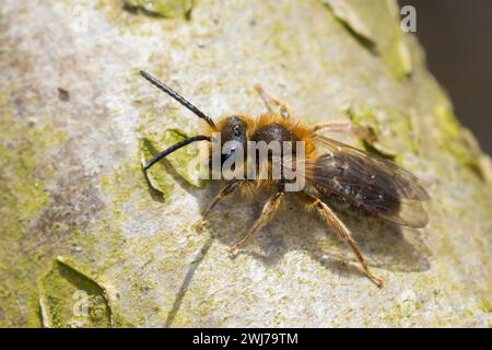 Rotschopfige Sandbiene, Rotfransige Sandbiene, Rotschwanz-Sandbiene, Sand-Biene, Sandbiene, Wildbiene, Männchen, Andrena haemorrhoa, SYN. Andrena albi Foto Stock