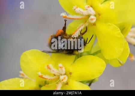 Wiesenhummel, Wiesen-Hummel, Hummel, Weibchen, Pollenhöschen, Bombus pratorum, Pyrobombus pratorum, bumblebee precoce, bumblebee precoce, nidificazione precoce b Foto Stock