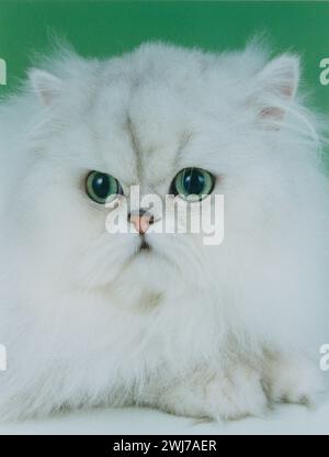 Close Up Headshot del gatto cinese persiano sul verde Foto Stock