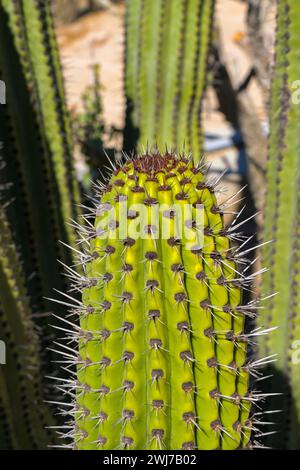 Vista ravvicinata dei picchi su una grande pianta di cactus Foto Stock