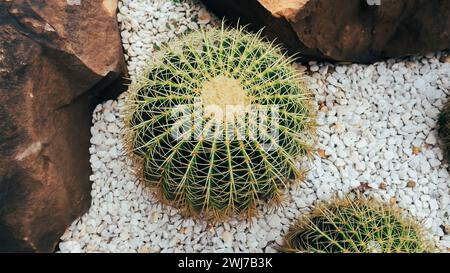 Il bellissimo cactus è un'eredità spirituale, trasmessa agli eredi di cui occuparsi. Cactus Golden Barrel, Echinocactus grusonii, Giardino Botanico Foto Stock