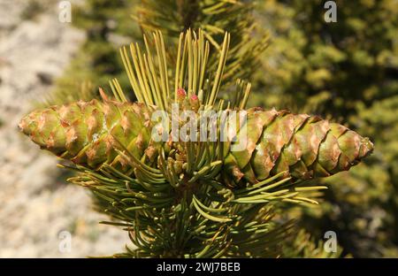 Primo piano di due coni verdi di pino Limber (Pinus flexilis) su un albero con aghi a Beartooth Mountains, Montana Foto Stock