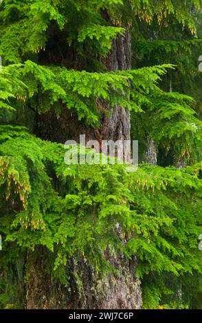 Abete di Douglas con orlo occidentale presso Clear Lake, McKenzie Pass-Santiam Pass National Scenic Byway, Willamette National Forest, Oregon Foto Stock