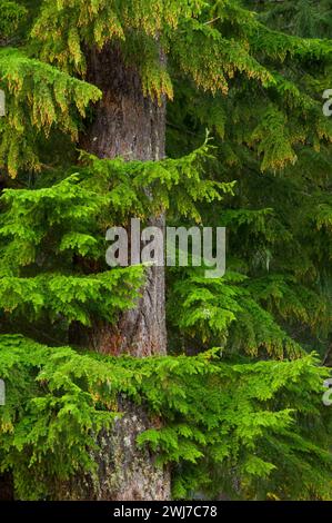 Abete di Douglas con orlo occidentale presso Clear Lake, McKenzie Pass-Santiam Pass National Scenic Byway, Willamette National Forest, Oregon Foto Stock