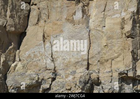 Un grande fossile visibile sulla parete rocciosa nella cava Winspit vicino a Worth Matravers sull'isola di Purbeck. Questa cava in disuso sulla costa giurassica ha un Foto Stock