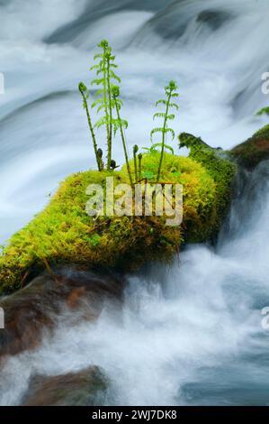 Olallie Creek, McKenzie Wild e Scenic River, McKenzie Pass-Santiam Pass National Scenic Byway, Willamette National Forest, Oregon Foto Stock