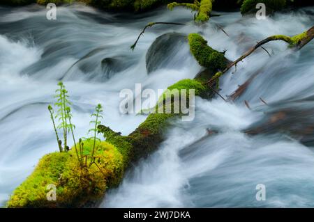 Olallie Creek, McKenzie Wild e Scenic River, McKenzie Pass-Santiam Pass National Scenic Byway, Willamette National Forest, Oregon Foto Stock