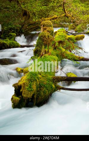 Olallie Creek, McKenzie Wild e Scenic River, McKenzie Pass-Santiam Pass National Scenic Byway, Willamette National Forest, Oregon Foto Stock