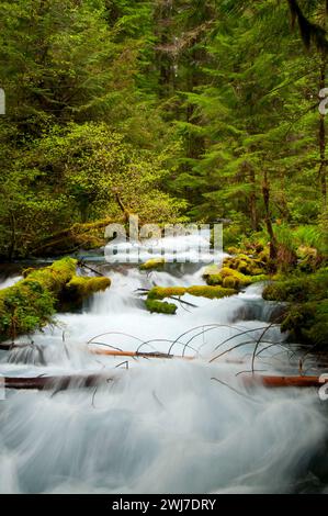 Olallie Creek, McKenzie Wild e Scenic River, McKenzie Pass-Santiam Pass National Scenic Byway, Willamette National Forest, Oregon Foto Stock