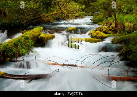 Olallie Creek, McKenzie paesaggistico e selvaggio fiume Willamette National Forest, Oregon Foto Stock