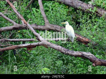 Medium egret, Median egret, Mittelreiher, Héron intermédiaire, Mesophoyx intermedia, közép kócsag, Srí Lanka, Asia Foto Stock